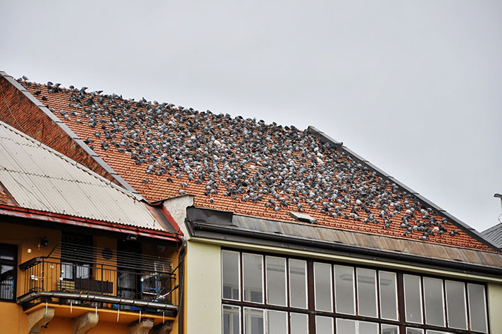 A2B Pest Control are able to install spikes to deter birds from roofs in Swinton. 